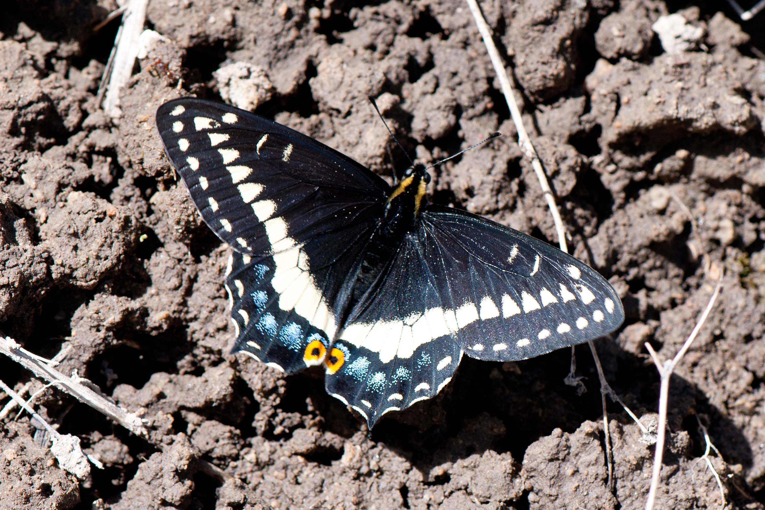 Indra Swallowtail Papilio indra indra