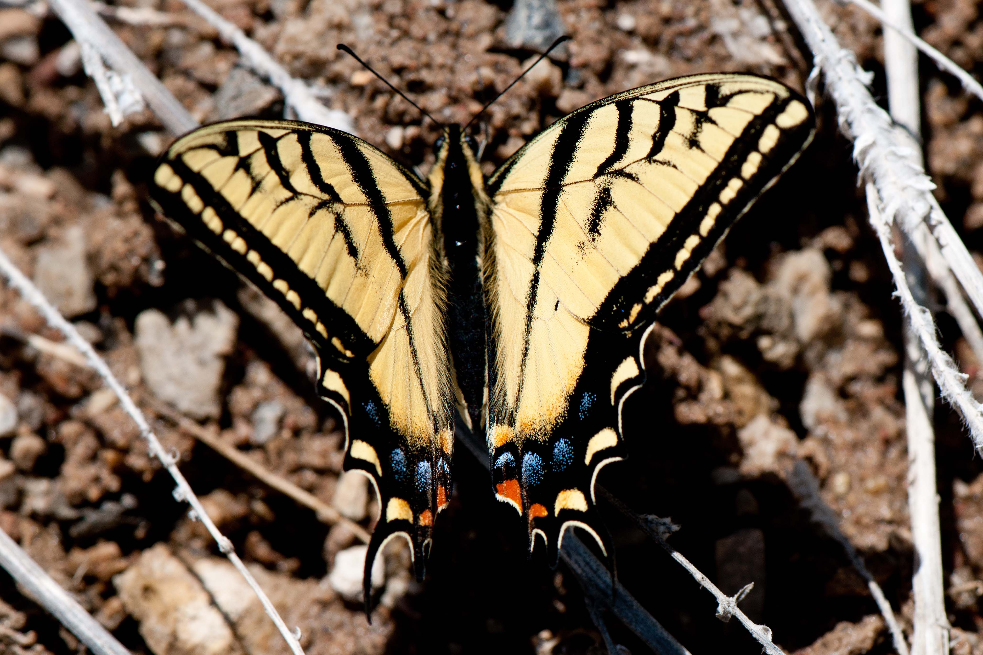 Two Tailed Tiger Swallowtail Papilio multicaudatus pusillus