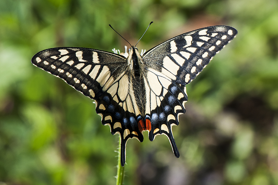 Old World Swallowtail Papilio machaon montanus