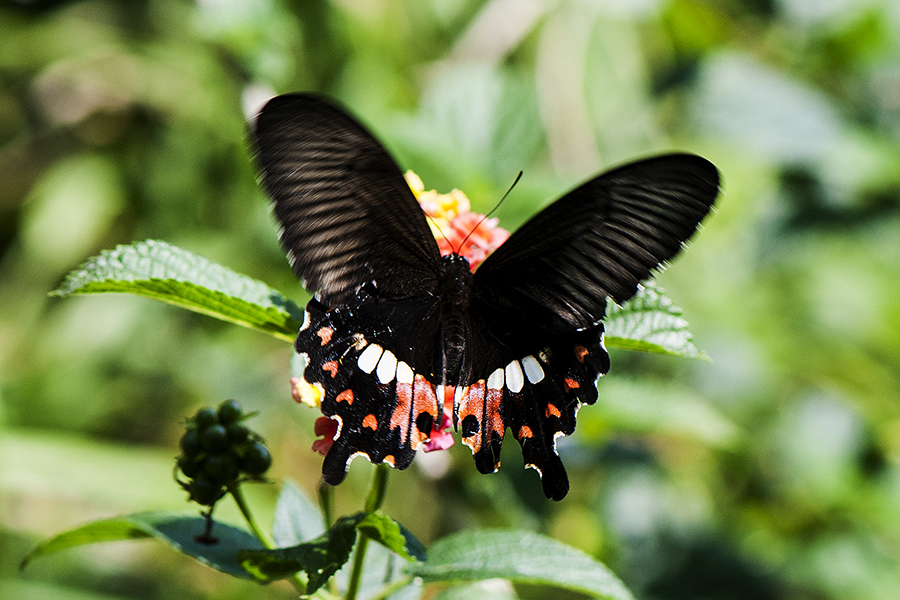 Common Mormon Papilio polytes pasikrates