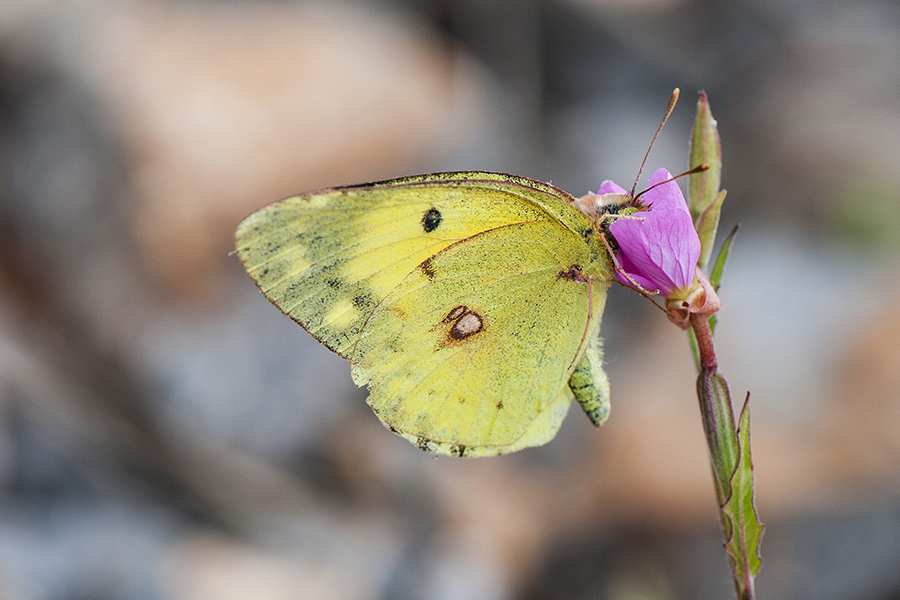 Eastern Pale Clouded Yellow  Colias erate