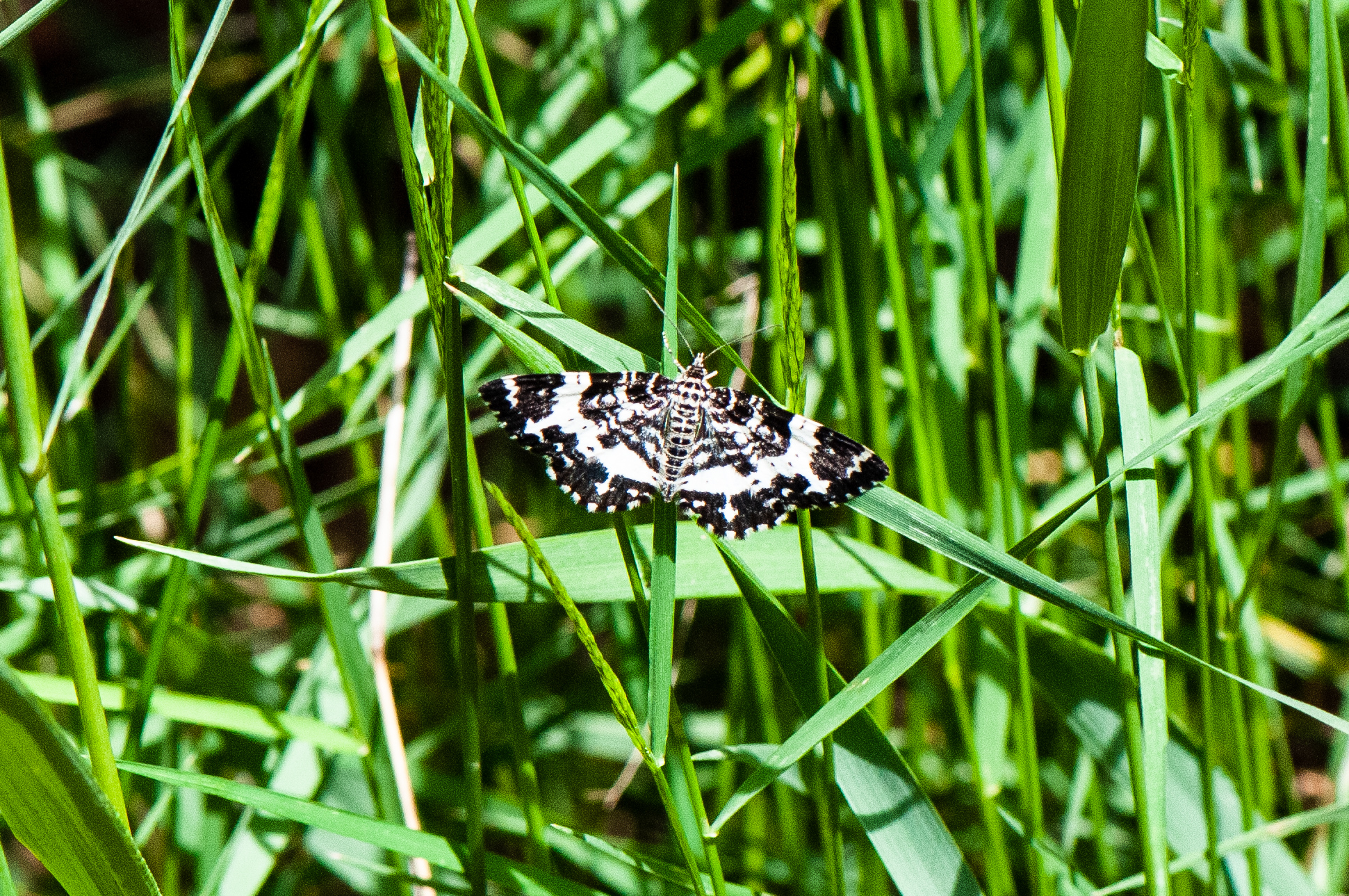 White-banded Black Moth Rheumaptera subhastata