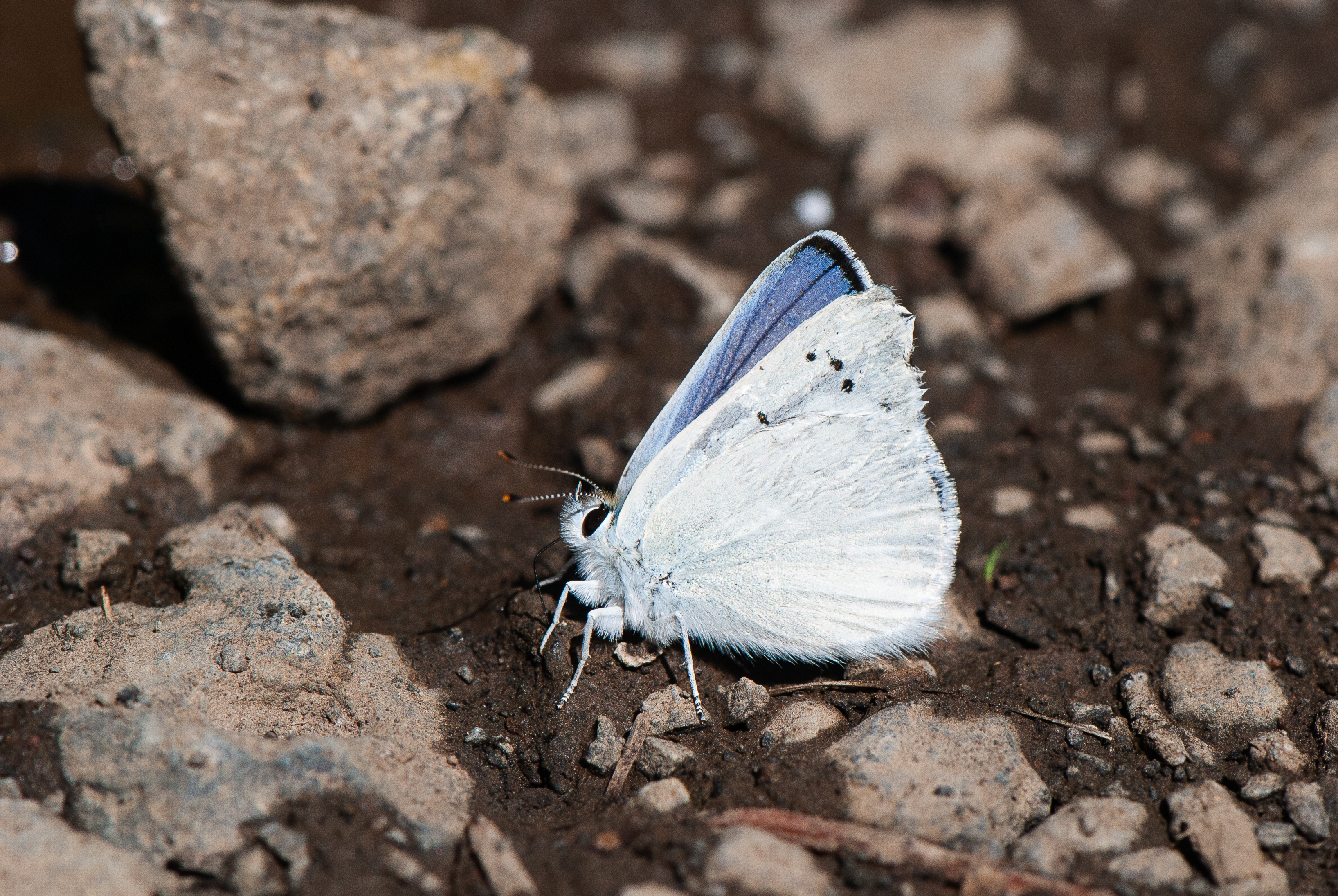 Blue Copper butterfly