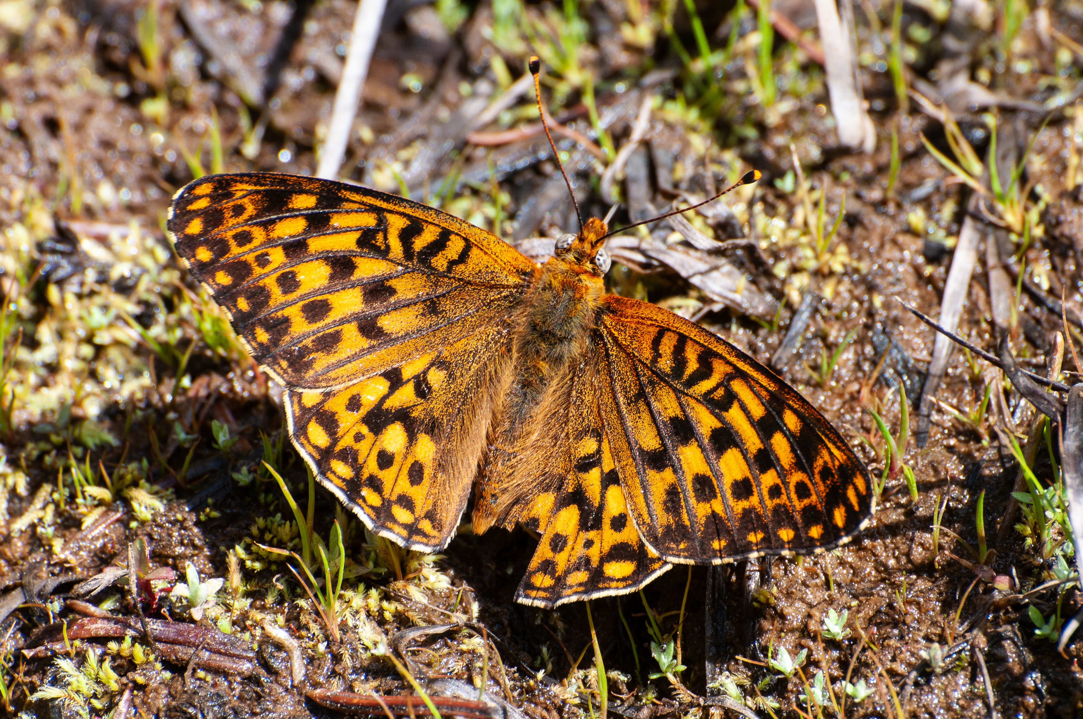 Great Basin Fritillary butterfly