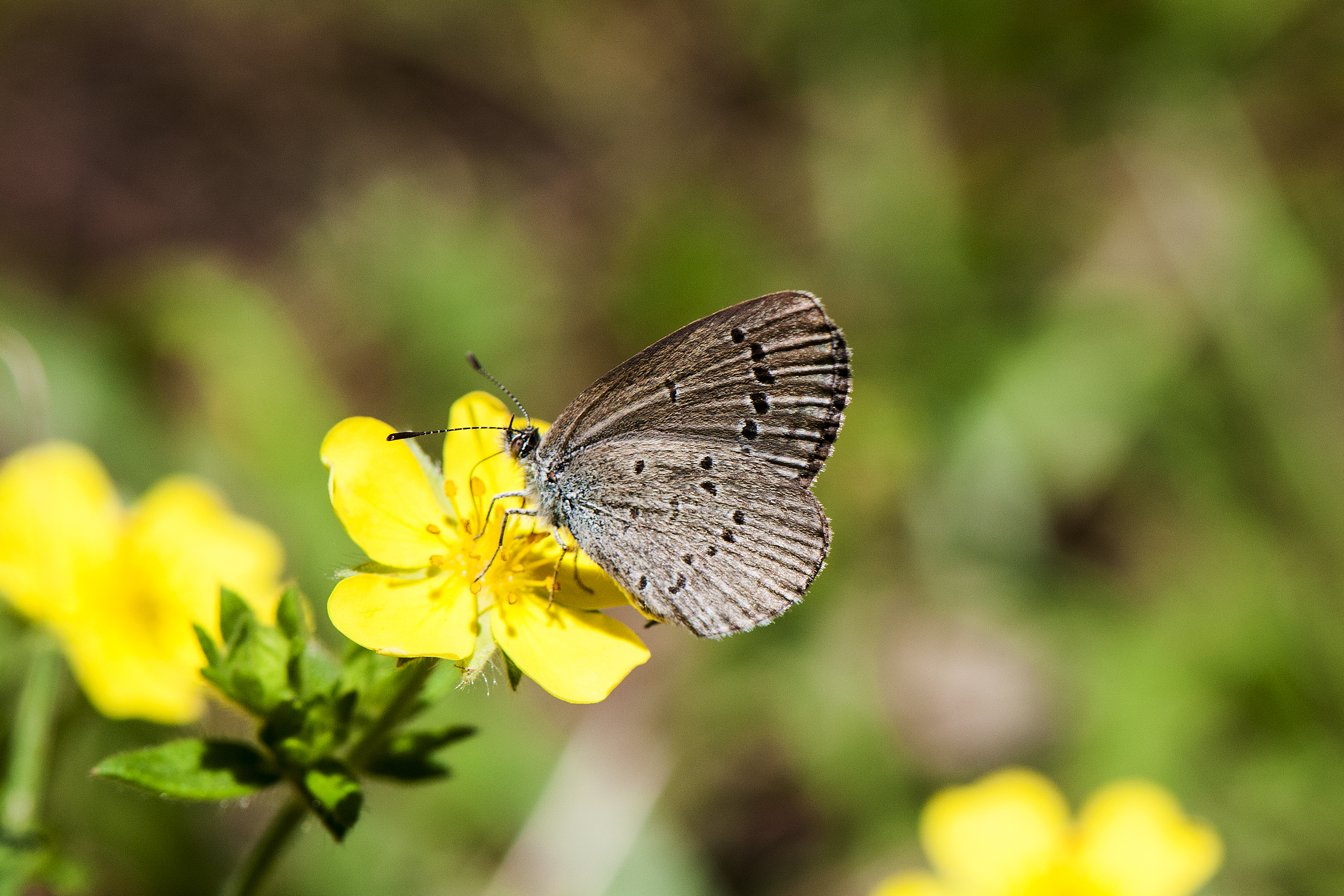 Lesser Grass Blue Zizina otis butterfly