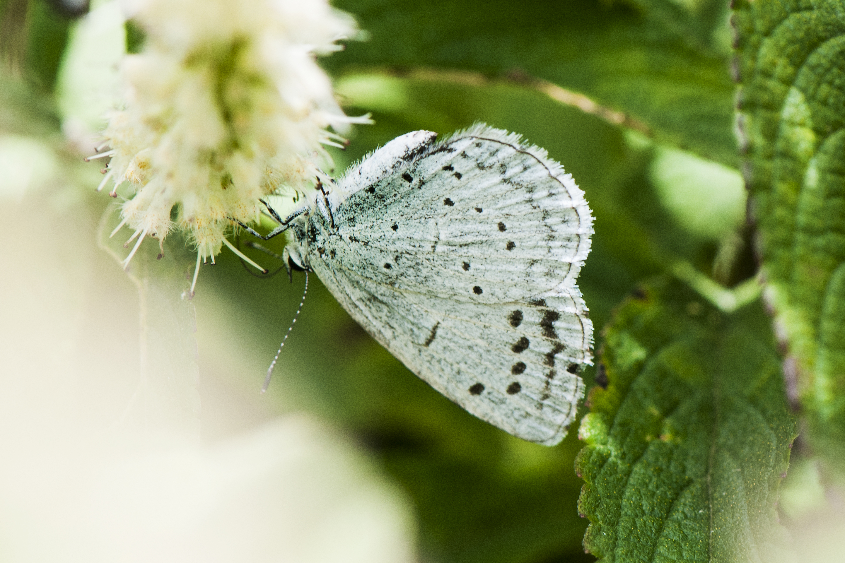 celastrina morsheadi butterfly