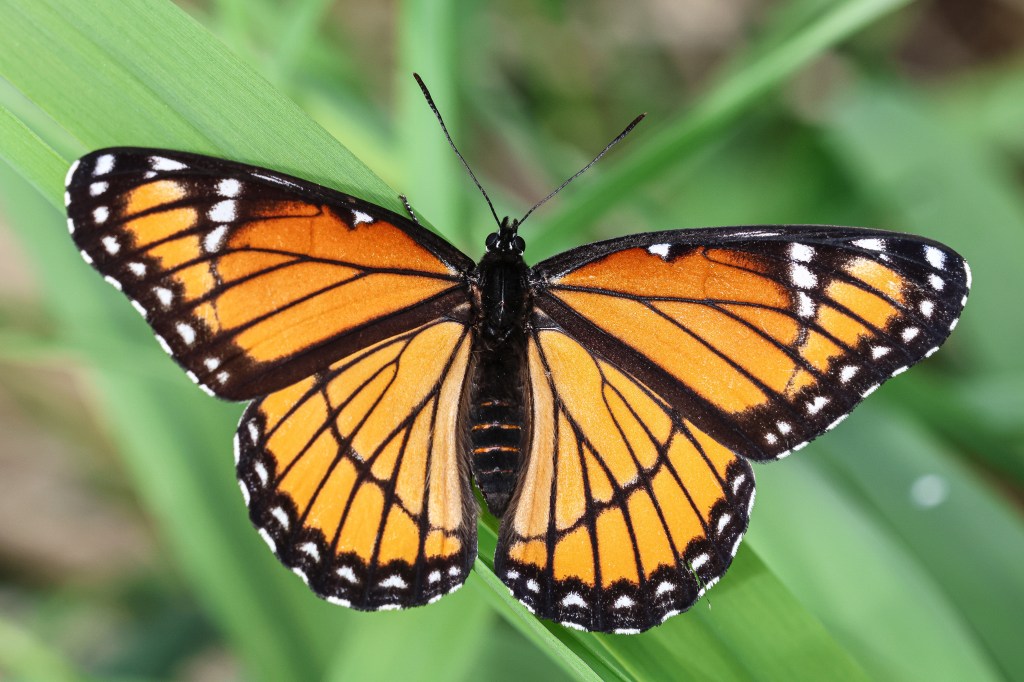 Viceroy butterfly