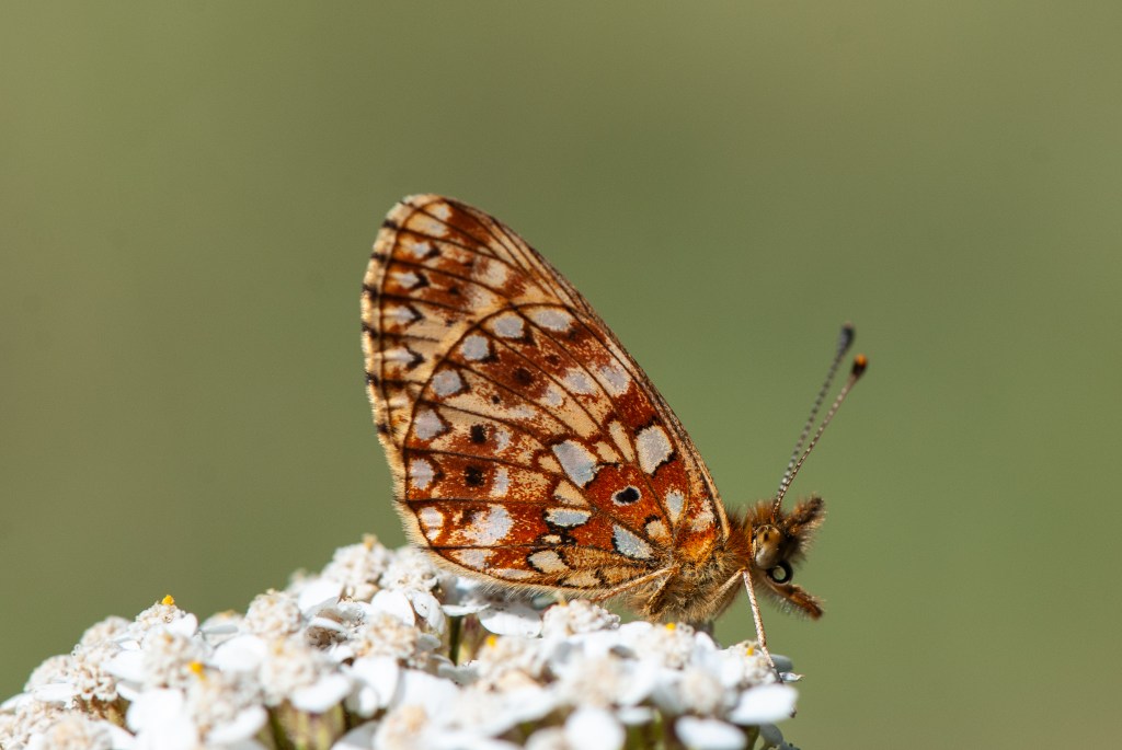 Silver-bordered Fritillary butterfly